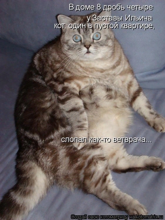 "Без кошек жить нельзя на свете, нет!" (часть 3)