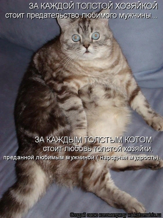 "Без кошек жить нельзя на свете, нет!" (часть 3)