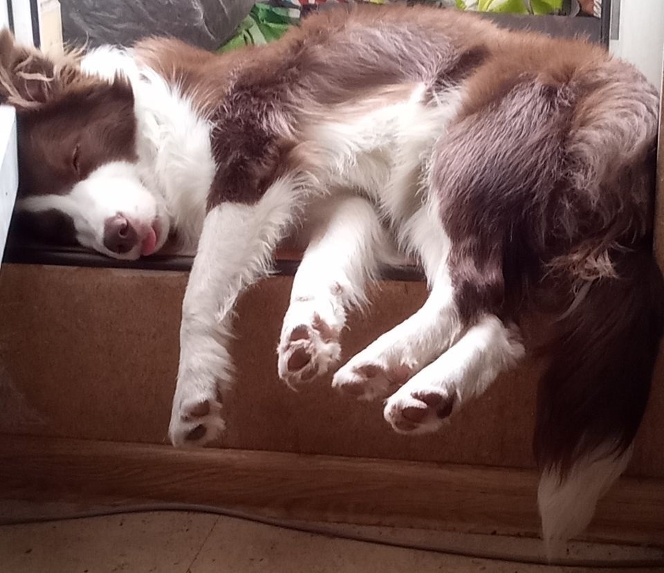 Уберите свою собаку, или Не делайте свою фобию моей проблемой