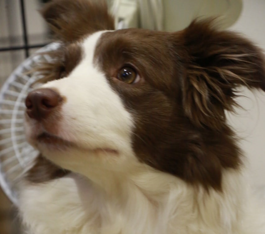 Уберите свою собаку, или Не делайте свою фобию моей проблемой