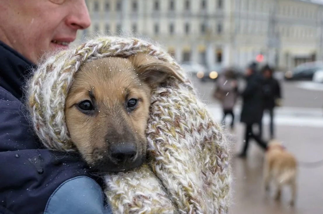 Спаси собаку можно. Бездомные животные и человек. Бездомные собаки. Бродячие собаки. Бездомный пес.