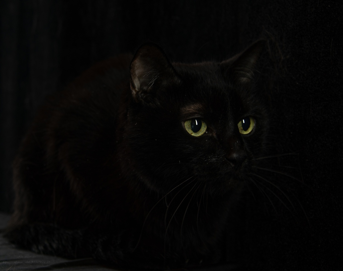 Я айлурофилка и лечиться не хочу, или КОТОличеством навеяно