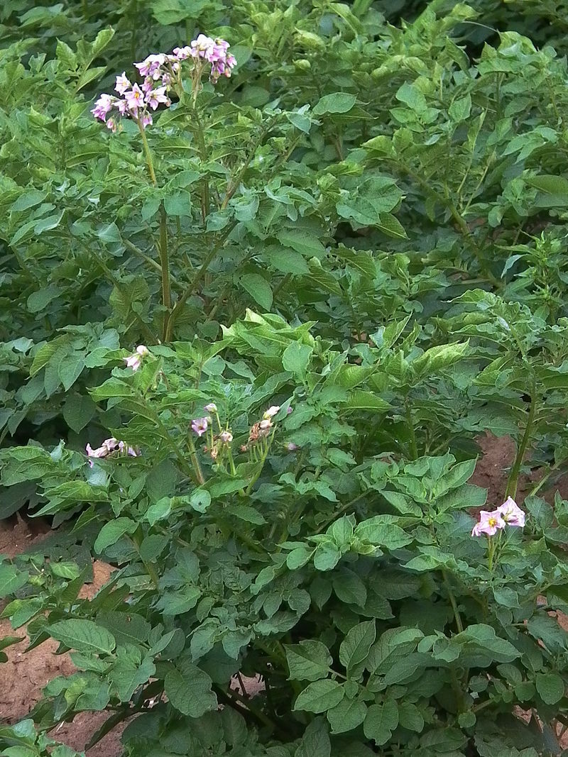 Посадил в общем оставшиеся 17 клубней картошки просто в траншею которую вскопал лопатой. Потом засыпал картошку землей и полил.