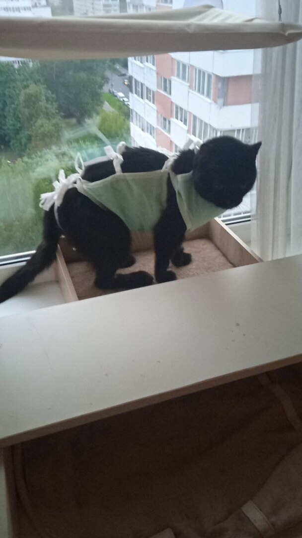 Я айлурофилка и лечиться не хочу, или КОТОличеством навеяно