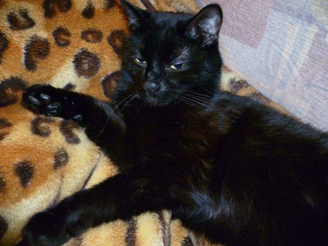 Я айлурофилка и лечиться не хочу, или КОТОличеством навеяно