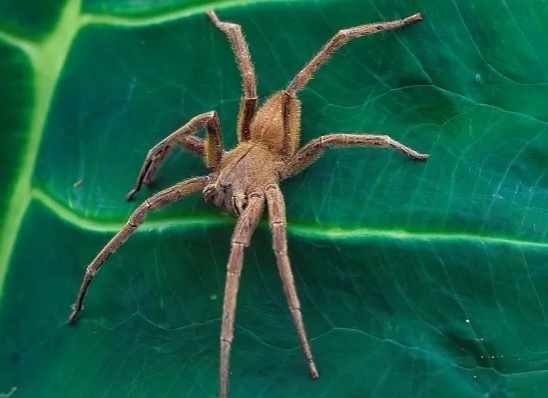 ЖЕСТКИЙ УКУС. Откажитесь от Виагры! Яд паука, вызывающий эрекцию, может «вылечить» эректильную дисфункцию