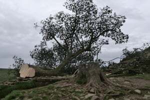 16-летний мальчик арестован после срубки знаменитого дерева "Робина Гуда"