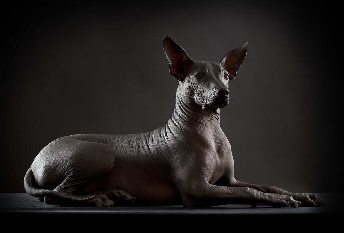 голая мексиканская порода собаки фото фото 32