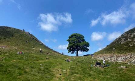 16-летний мальчик арестован после срубки знаменитого дерева "Робина Гуда"