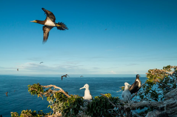 Карибский остров, которым когда-то правили крысы, обрёл второе рождение.
