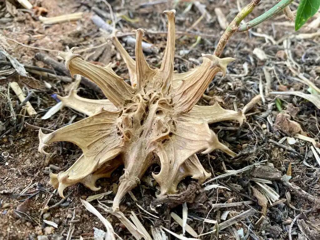 Какие растения стимулируют аппетит и способствуют увеличению веса?