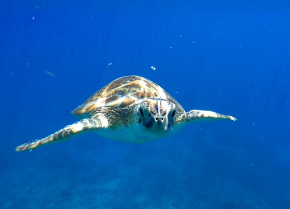 Карибский остров, которым когда-то правили крысы, обрёл второе рождение.