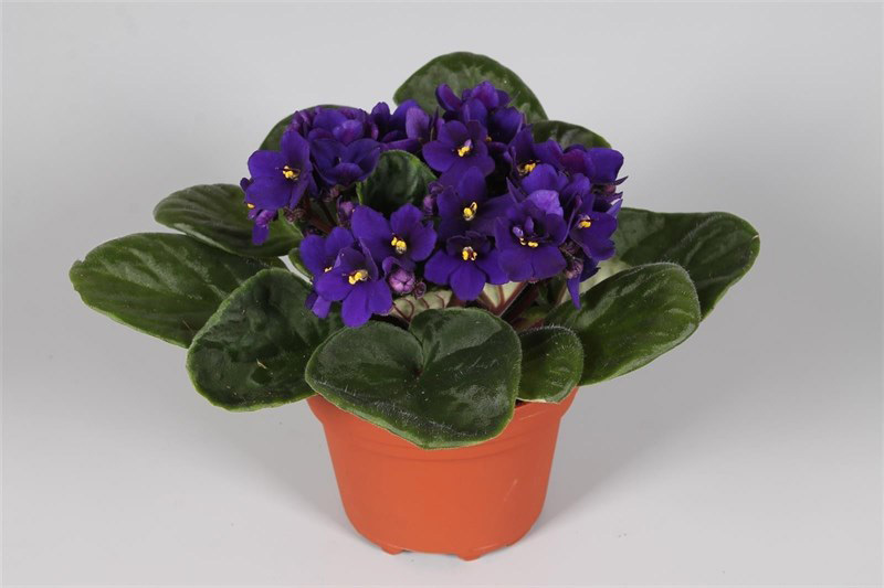 Комнатные растения и их магические свойства для дома