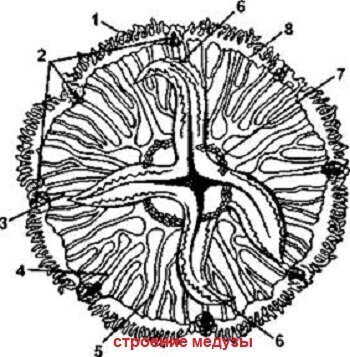 Мир Медуз, Гидр и Полипов. Что за организмы?