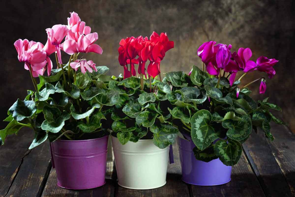 Комнатные растения и их магические свойства для дома