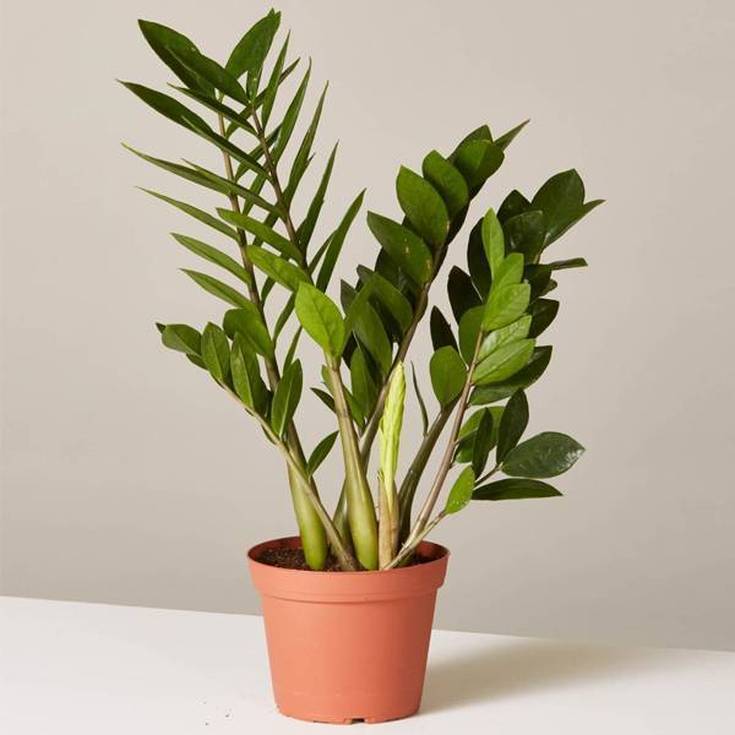 Комнатные растения и их магические свойства для дома