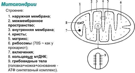 Тайны митохондрий -древних структур