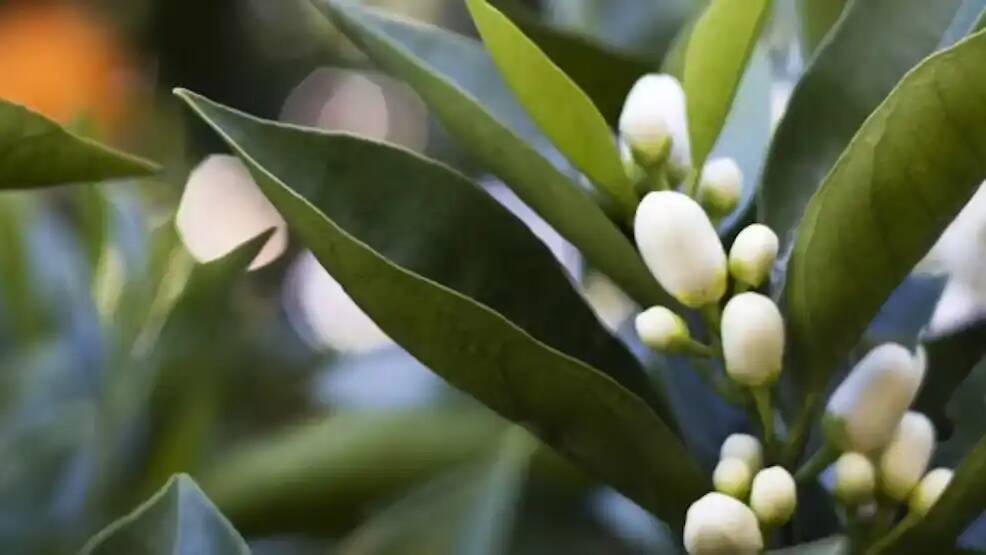 Флердоранж натуральное средство от бессонницы!