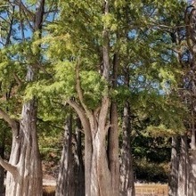 Юрист Новикова Виктория Александровна, г. Краснодар