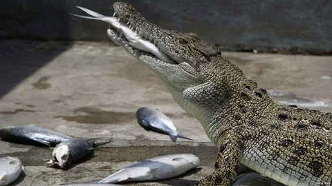 Как выжить при встречи с крокодилом?