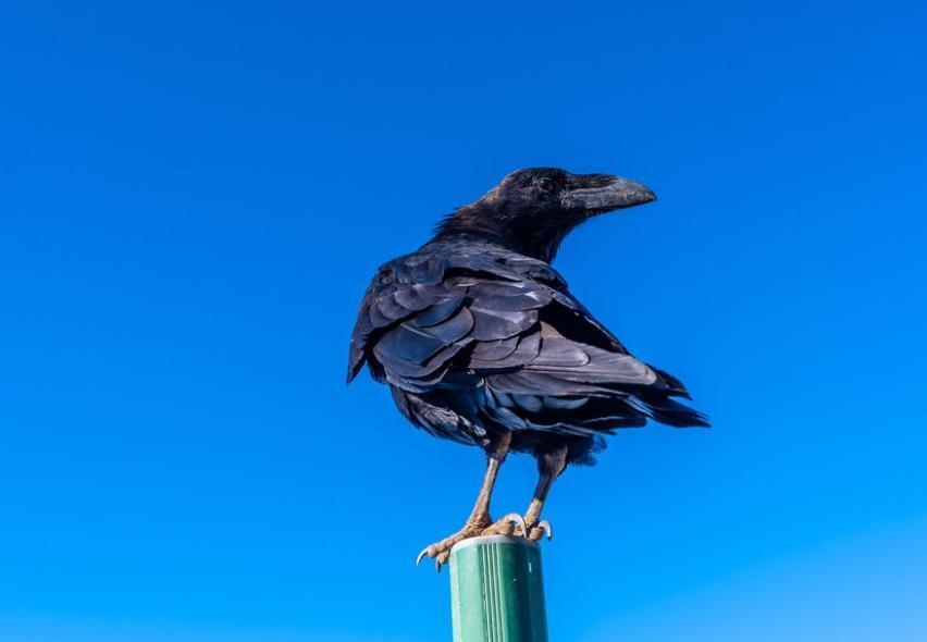 Как ворона так подставила меня перед сокурсником, что я покраснела от стыда