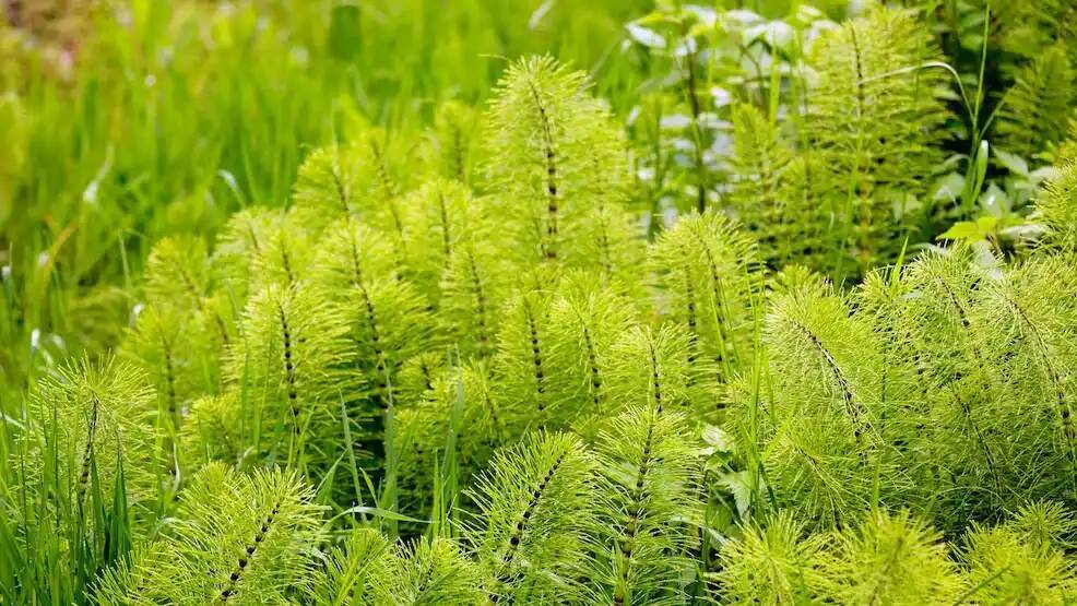 Каковы преимущества хвоща полевого?