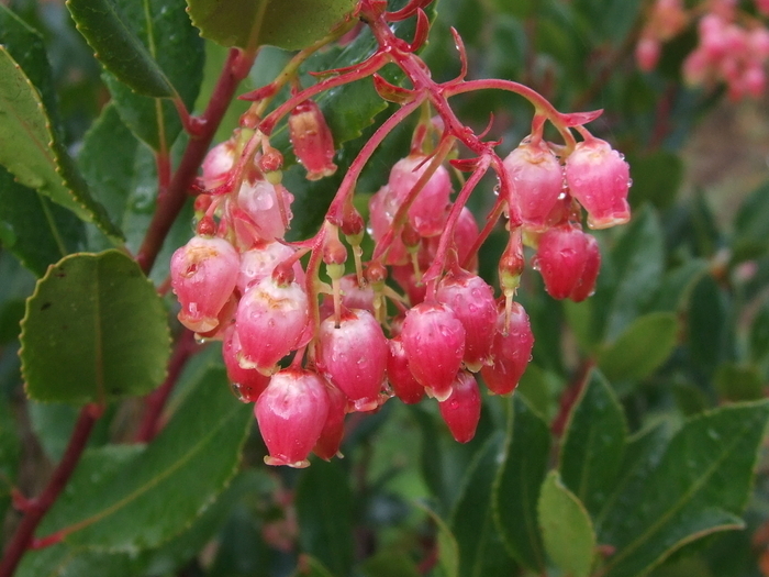 Проблемы с мочеиспусканием: растения, которые зарекомендовали себя!