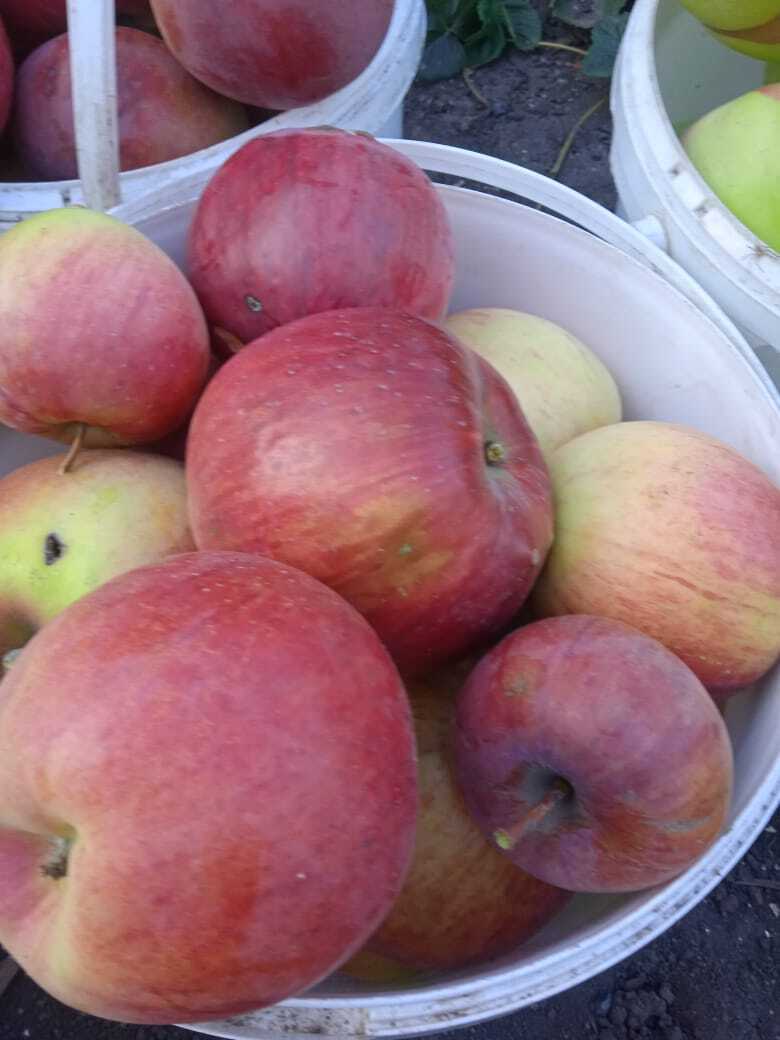 Мои зимние сорта яблок: какой сорт яблок вкуснее, мои рекомендации по выбору зимнего сорта яблок.