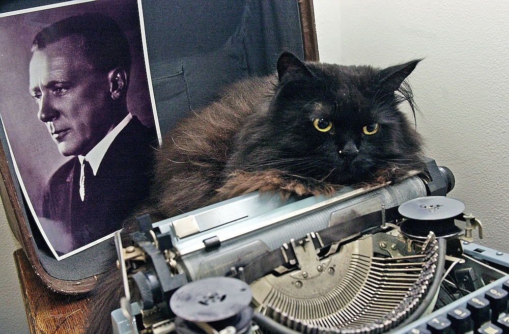 Булгаков и кошки. Что было бы, если б писатель сделал героем своей повести кота?