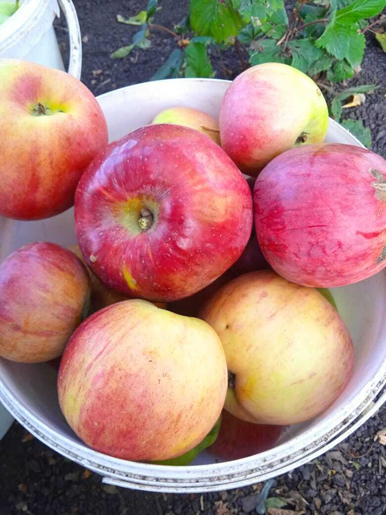 Мои зимние сорта яблок: какой сорт яблок вкуснее, мои рекомендации по выбору зимнего сорта яблок.