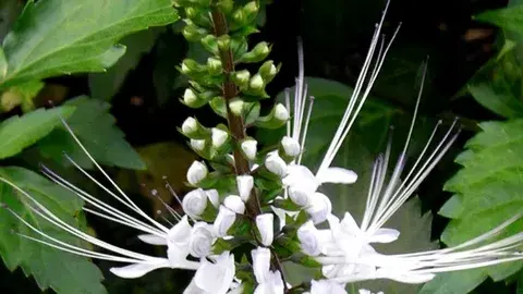 Проблемы с мочеиспусканием: растения, которые зарекомендовали себя!