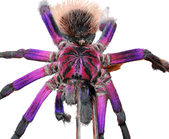 Бразильские пурпурные пауки памфобетусы (Pamphobeteus platyomma)- удивительные красавцы