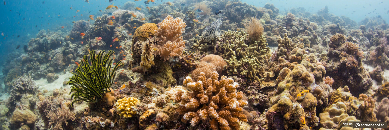 Коралловые рифы