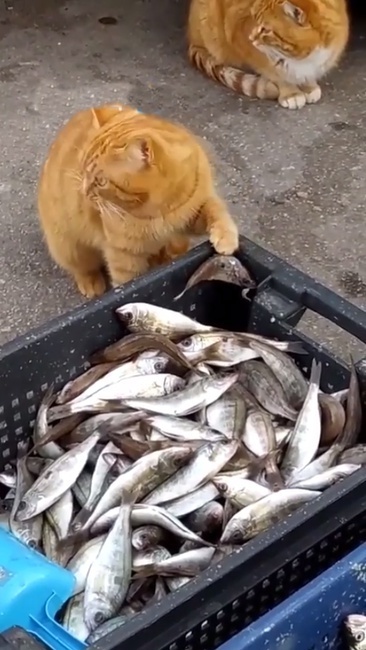 Забавные Рыжики: Независимые Исследователи Мира