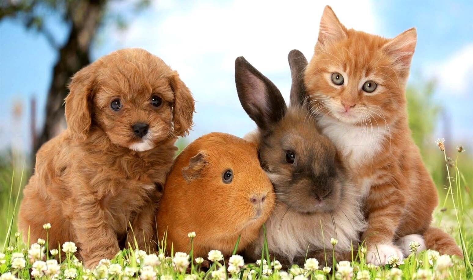 Вступает в полную силу новый закон о защите домашних животных.