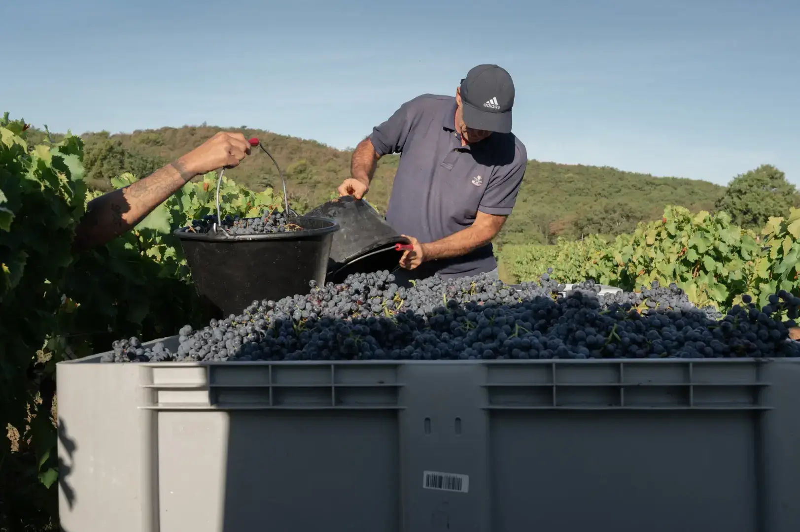 В Провансе виноделы борются с изменением климата