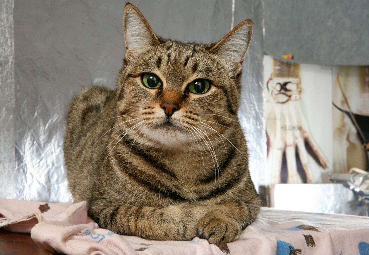 Как понимать язык кошек.