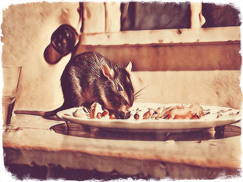 Вкусная Шаурма, добро пожаловать в кому.