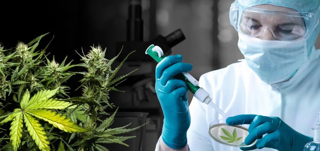 🌿Уральские учёные предлагают использовать коноплю для борьбы с выбросами парниковых газов!!! 🌿🌿🌿