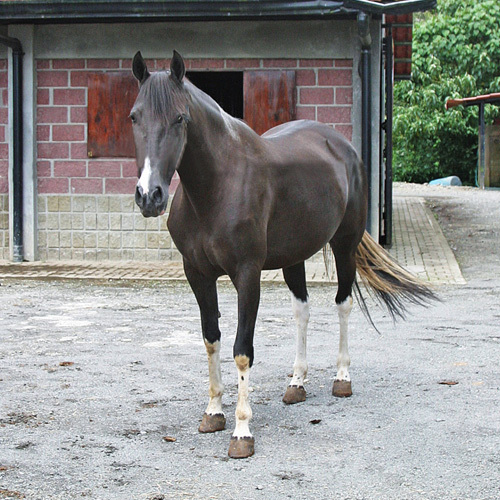 Ранчо Сакраменто. Часть 3. Лошади бывают очень сообразительны и любопытны