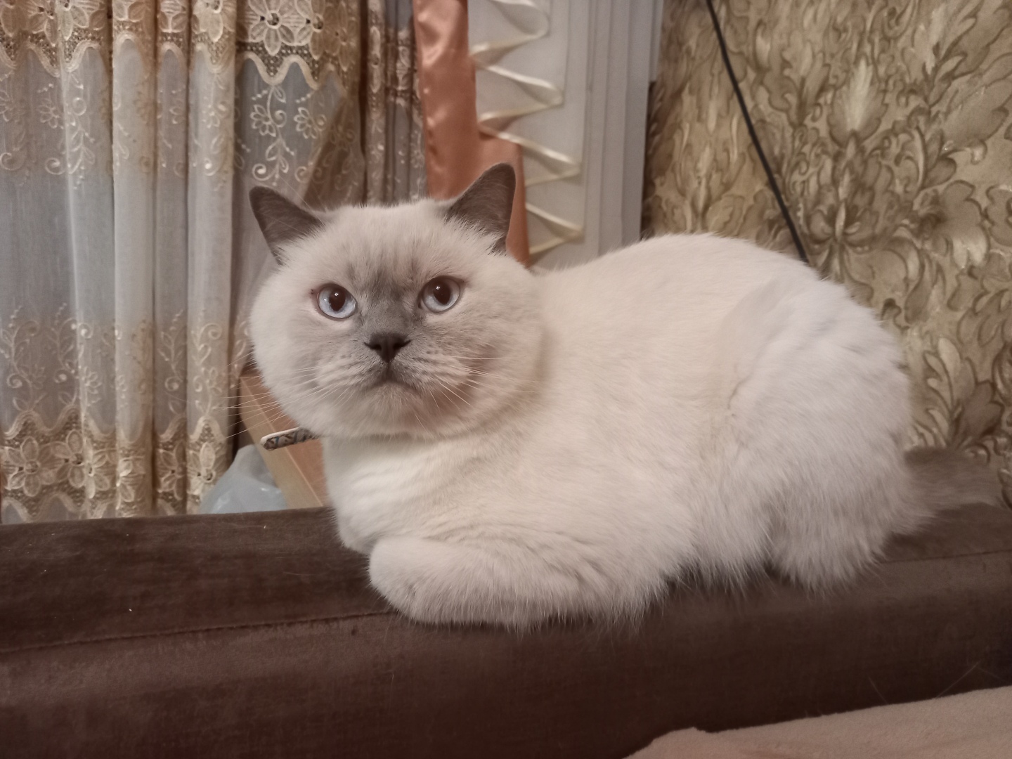 "Намажьте своему коту лапки сливочным маслом и спите спокойно!" – прочитала я заголовок статьи. Заинтересовало.