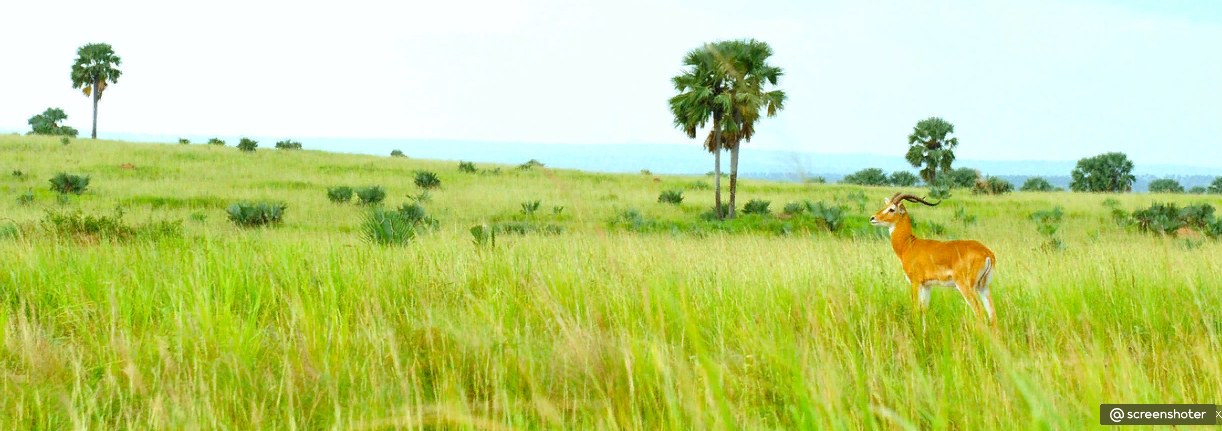 Восточная Африка. Мадагаскар.