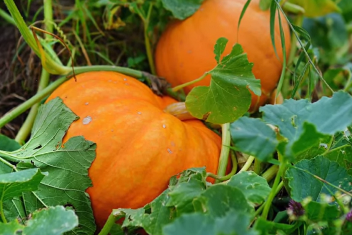 Эти продукты помогут поддержать здоровье и долголетие людям в возрасте 60+