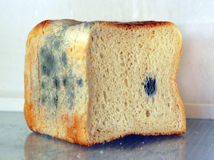 Хлеб, каков он сейчас? Можно ли есть хлеб с плесенью? И что с ним делать, выбрасывать?
