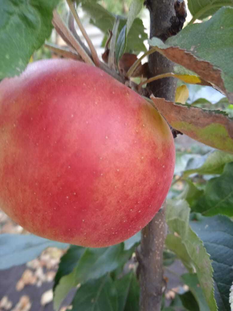 Не дача, а одно богатство и знатные особы: есть валюта, ожерелья, принцы, графы и купцы и даже собственный «Сбербанк»