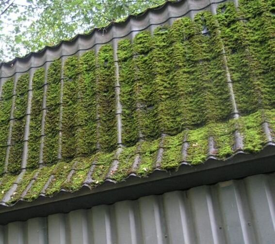 Кто кроет свою крышу отечественным шифером – тот становится богаче и живет дольше