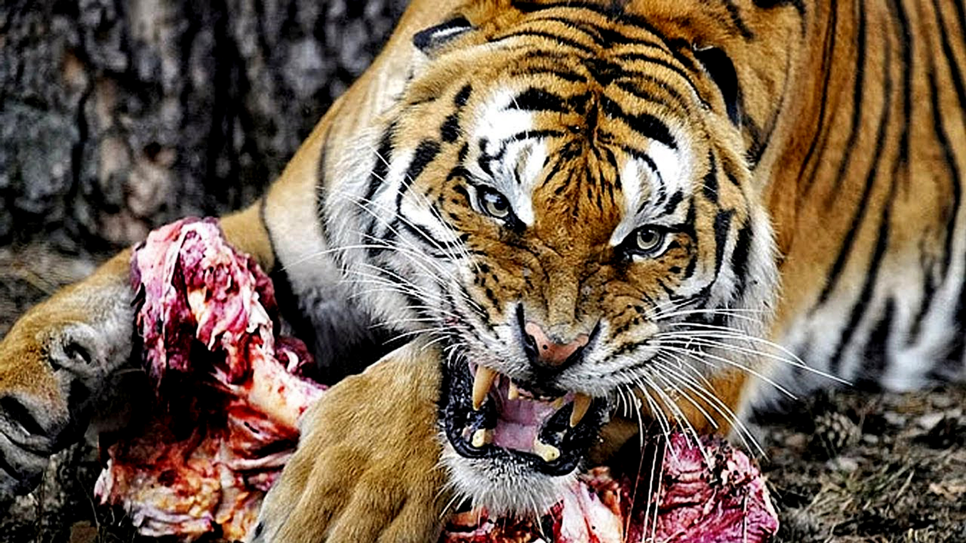 Тигр есть мясо. Амурский тигр. Амурский тигр тигры. Тигрица. Голодный тигр.
