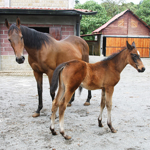 Ранчо Сакраменто. Часть 7. О дипломатах, лошадях, праздниках и буднях, радостных и грустных