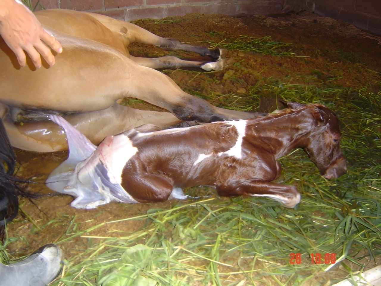 Ранчо Сакраменто. Часть 7. О дипломатах, лошадях, праздниках и буднях, радостных и грустных