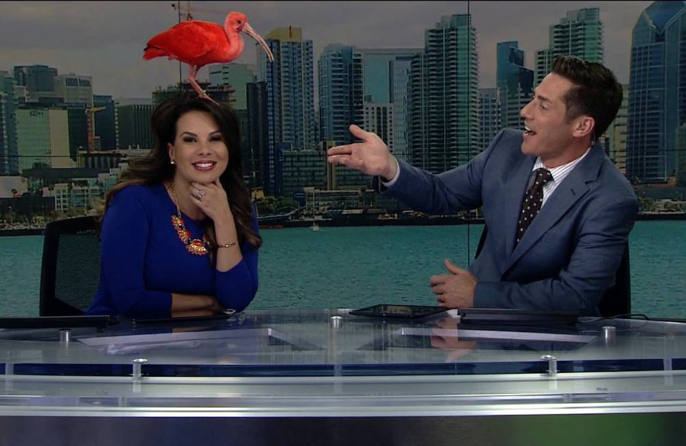 Красные лица на экране- забавные и неожиданные ошибки телеведущих в прямом эфире.